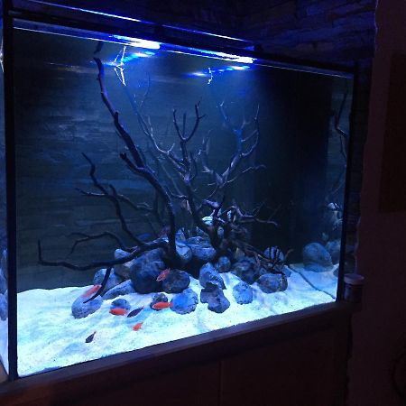Aquarium House Daire Sesimbra Dış mekan fotoğraf